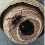 foto di un nido con all'esterno una vespa velutina